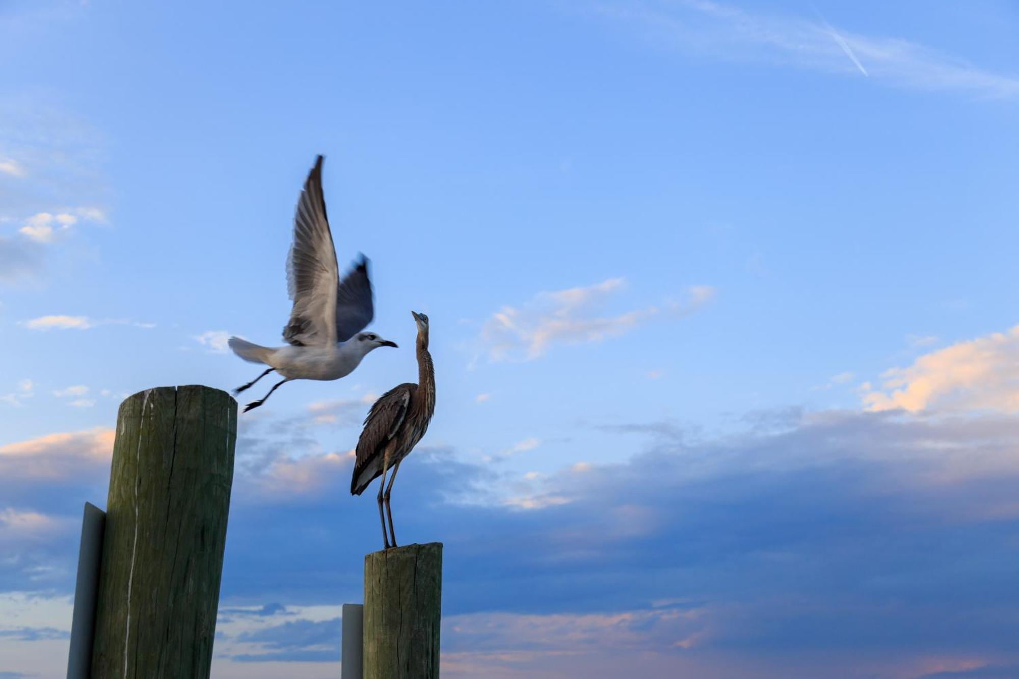 Forest Beach Villas Hilton Head Island Δωμάτιο φωτογραφία